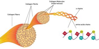 Collagen là một loại Protein chiếm tới 30% tổng lượng Protein trong cơ thể người có vai trò kết dĩnh các bộ phận của cơ thể