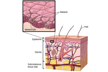 Hình ảnh khám phá melanin và cơ chế hình thành nám da mặt