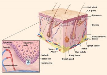 Melanin là nguyên nhân trực tiếp gây ra nám, sạm, tàn nhang