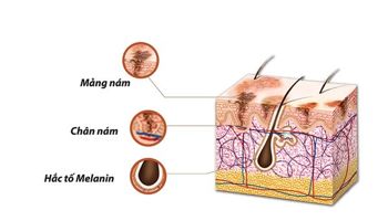 Hình ảnh tìm hiểu về hai quy trình gây nám cơ bản