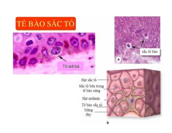 Hình ảnh tìm hiểu về hai quy trình gây nám cơ bản1